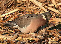 Common Wood Pigeon