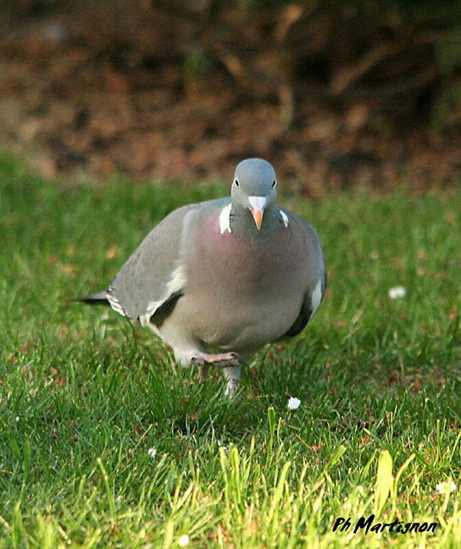 Common Wood Pigeonadult