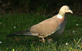 Common Wood Pigeon