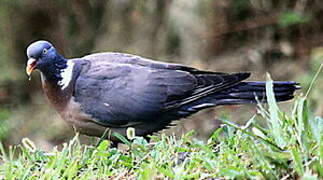 Common Wood Pigeon