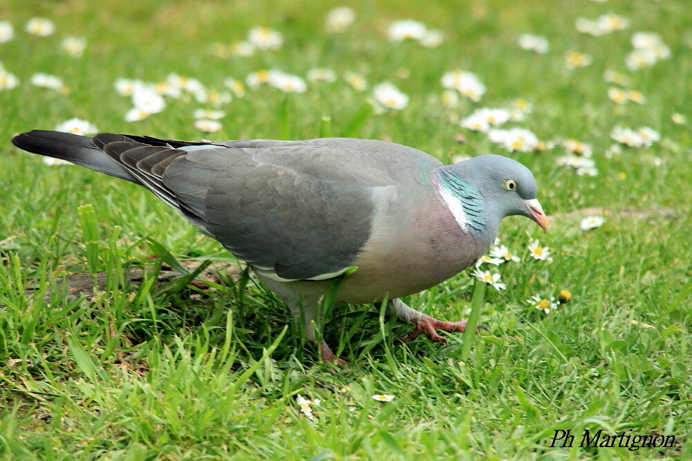 Pigeon ramier, identification