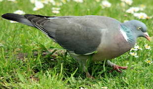 Common Wood Pigeon