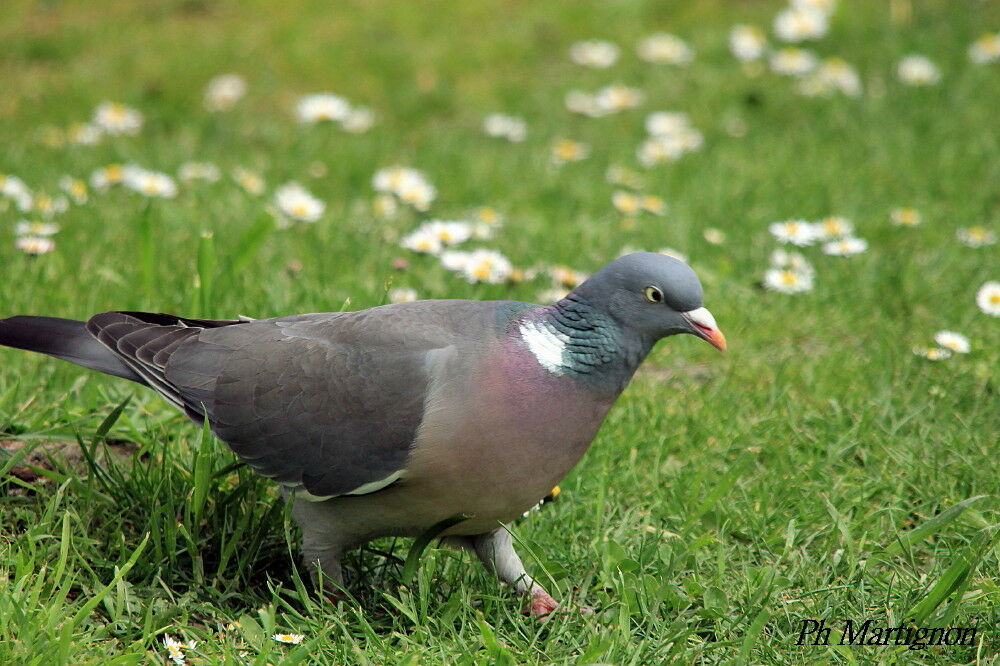 Common Wood Pigeon, identification