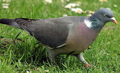 Pigeon ramier