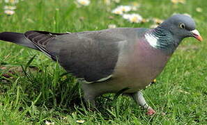 Common Wood Pigeon