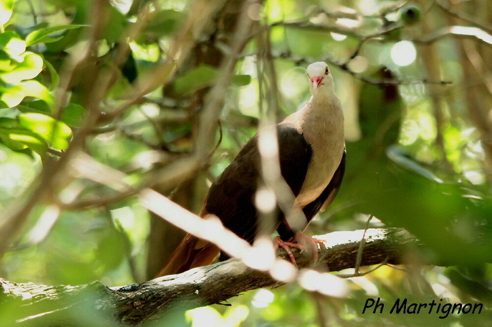 Pink Pigeon, identification