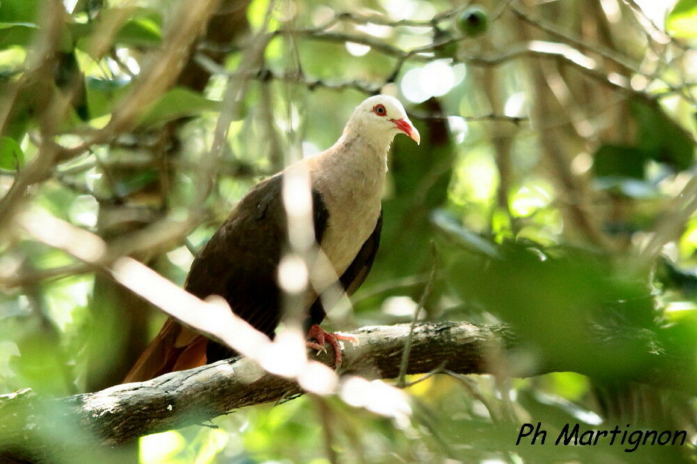 Pigeon rose, identification