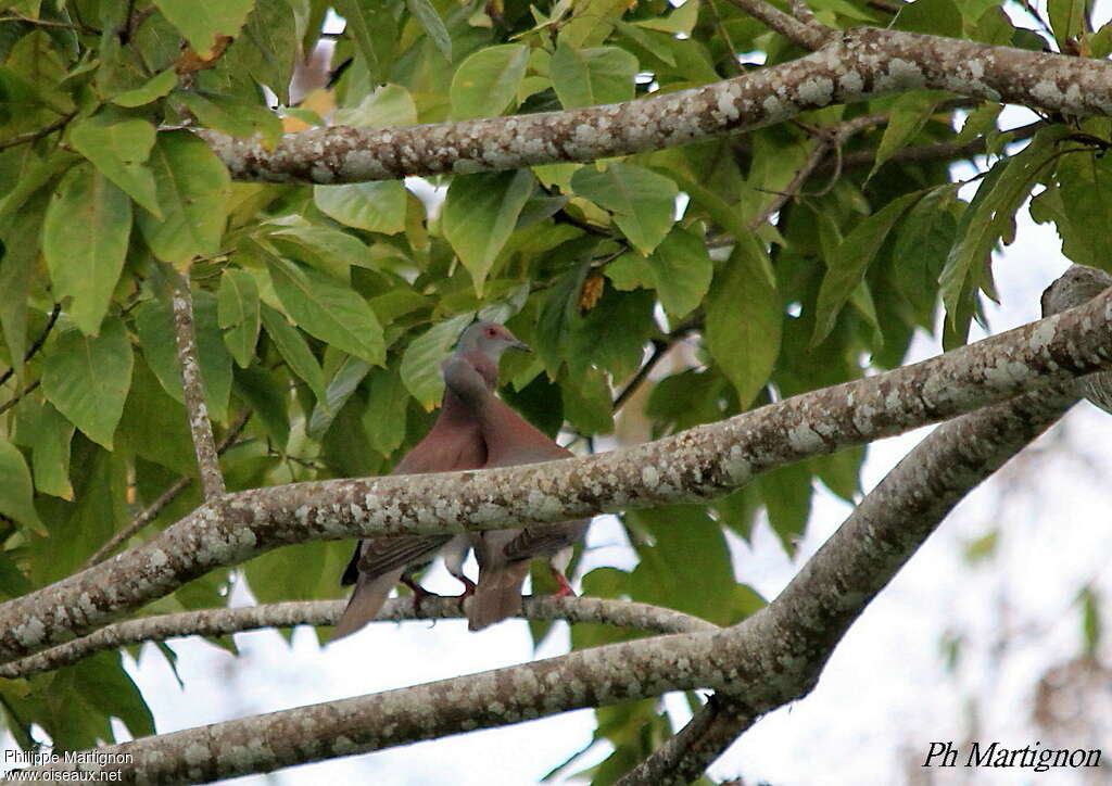 Pigeon roussetadulte, Nidification