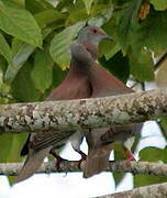 Pigeon rousset