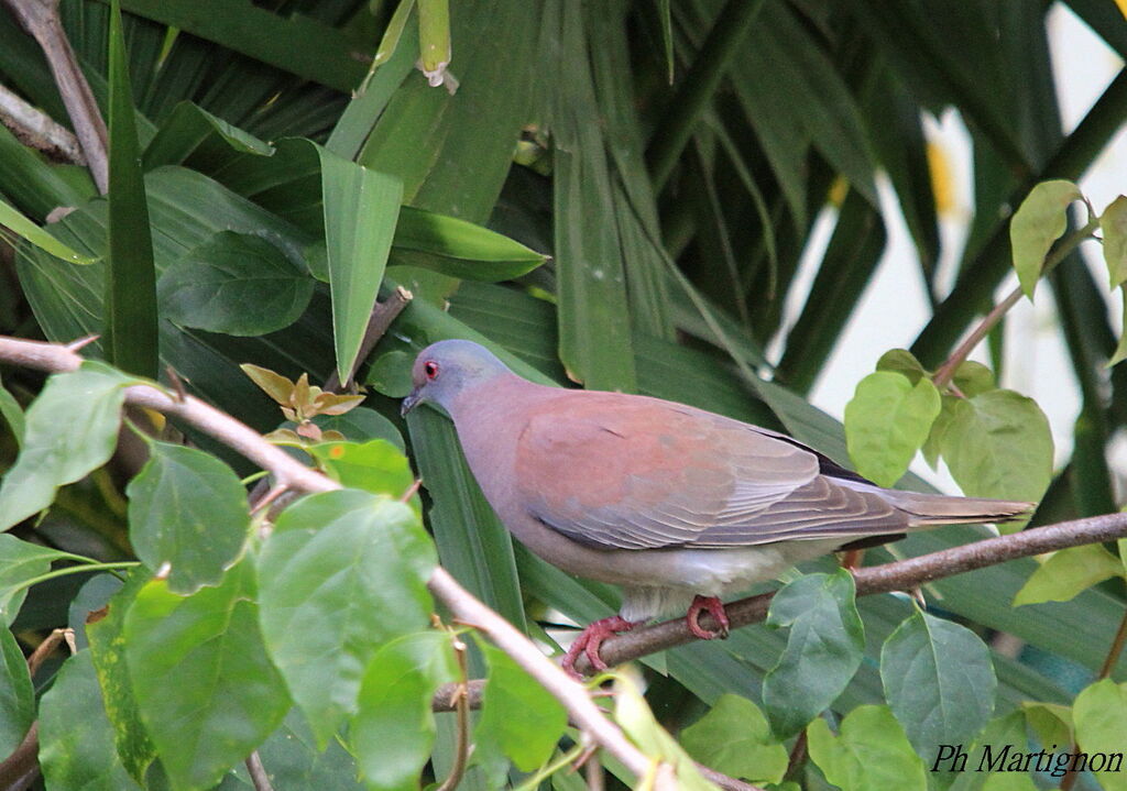 Pigeon rousset