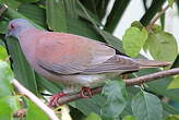 Pigeon rousset