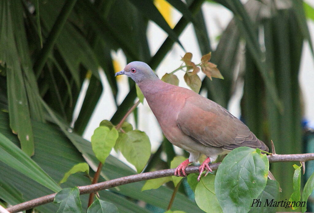 Pigeon rousset