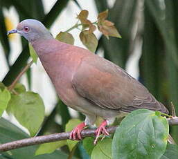 Pigeon rousset