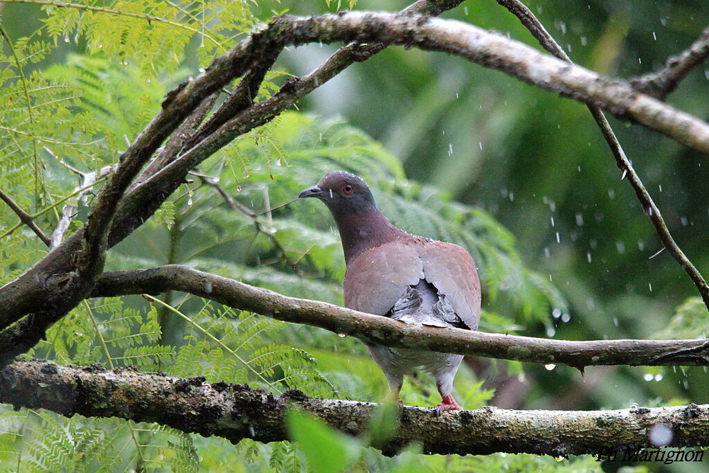 Pigeon rousset