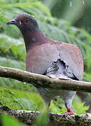 Pale-vented Pigeon