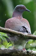 Pale-vented Pigeon