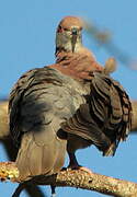 Pale-vented Pigeon