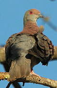 Pale-vented Pigeon