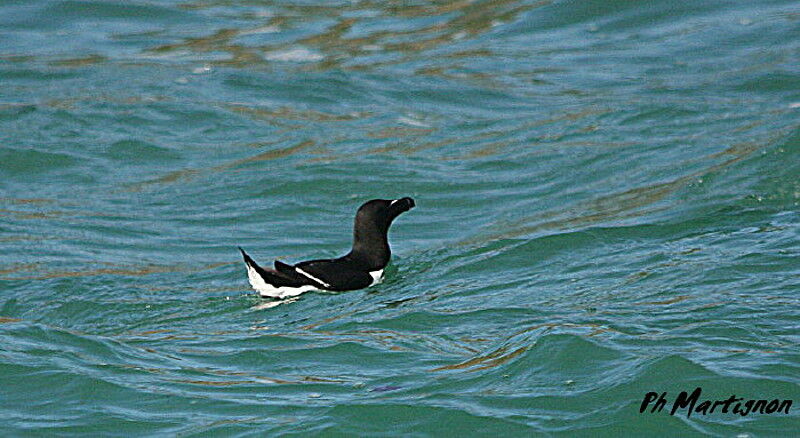 Razorbill, identification