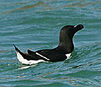 Razorbill