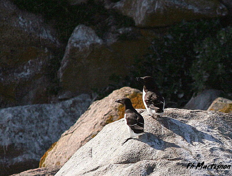 Pingouin torda, identification