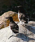 Razorbill