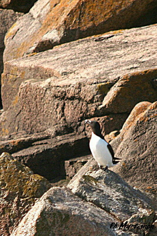 Pingouin torda, identification