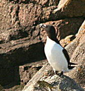 Razorbill