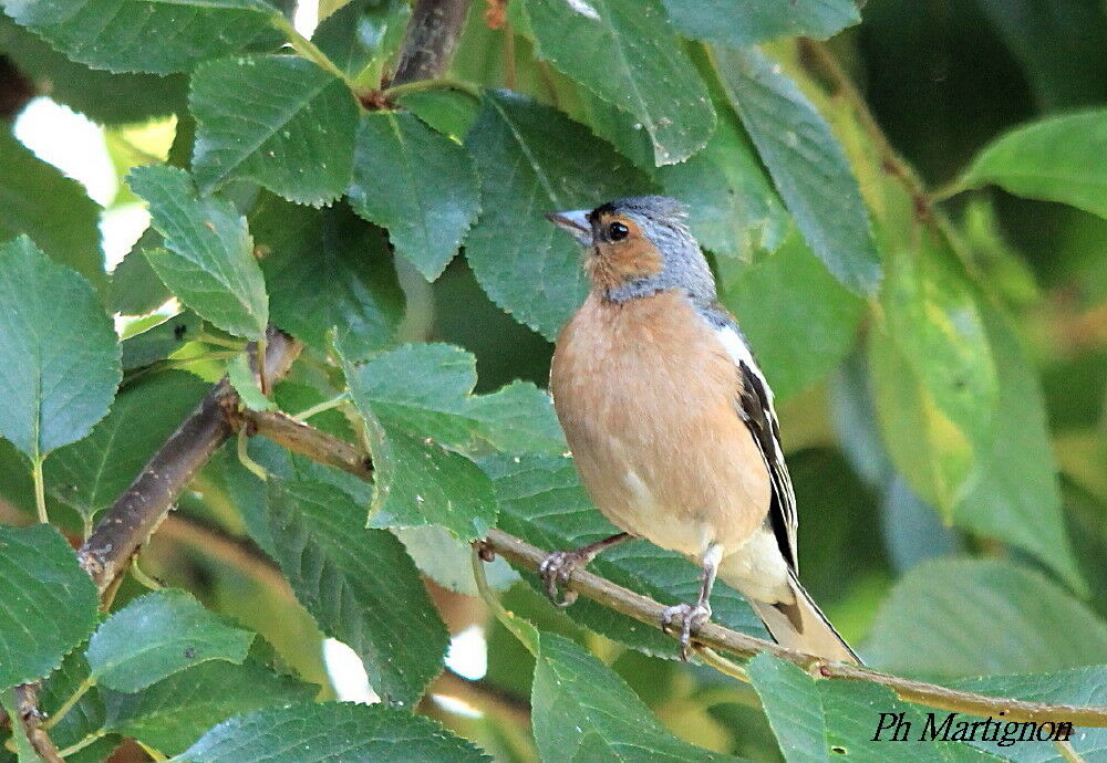 Eurasian Chaffinch male