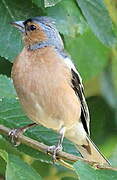 Eurasian Chaffinch