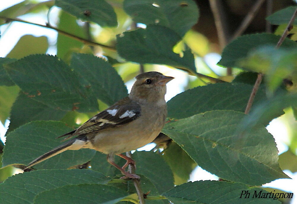 Pinson des arbres femelle