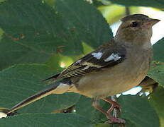 Common Chaffinch