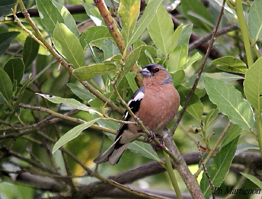 Eurasian Chaffinch