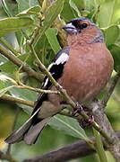 Common Chaffinch