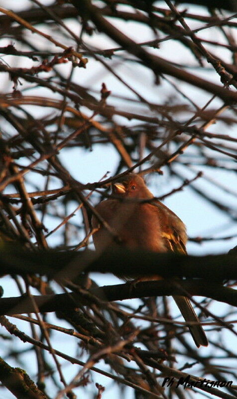 Pinson des arbres mâle, identification