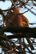 Common Chaffinch