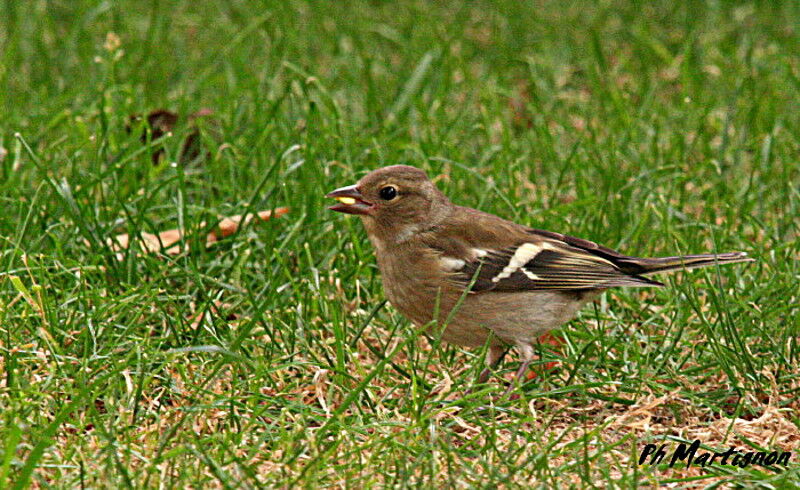 Common Chaffinch female, identification, feeding habits