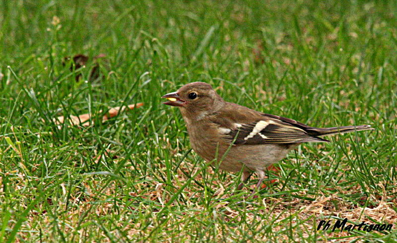 Eurasian Chaffinch female, identification, feeding habits