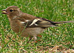 Common Chaffinch