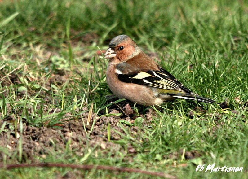 Eurasian Chaffinch male, identification