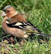 Eurasian Chaffinch