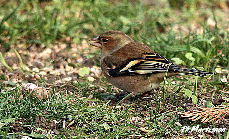 Common Chaffinch male, identification