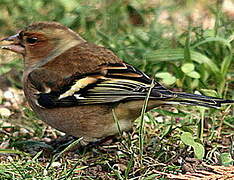 Common Chaffinch