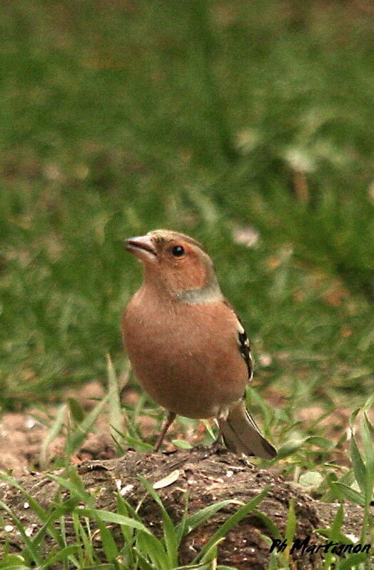 Pinson des arbres mâle, identification