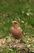 Eurasian Chaffinch