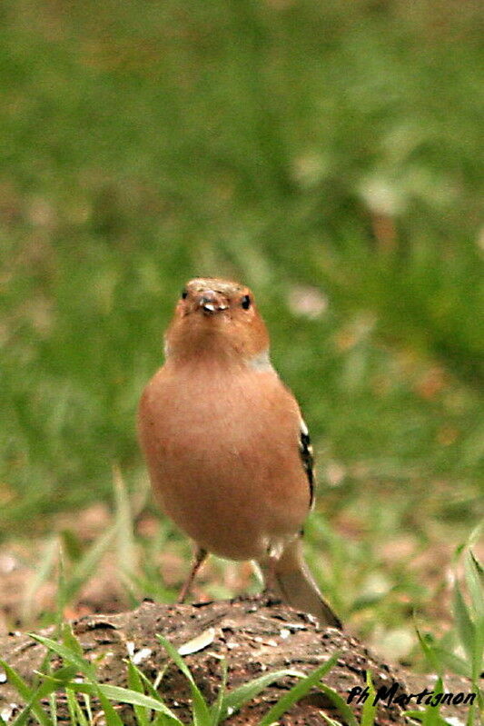 Common Chaffinch male, identification