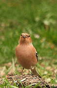 Eurasian Chaffinch