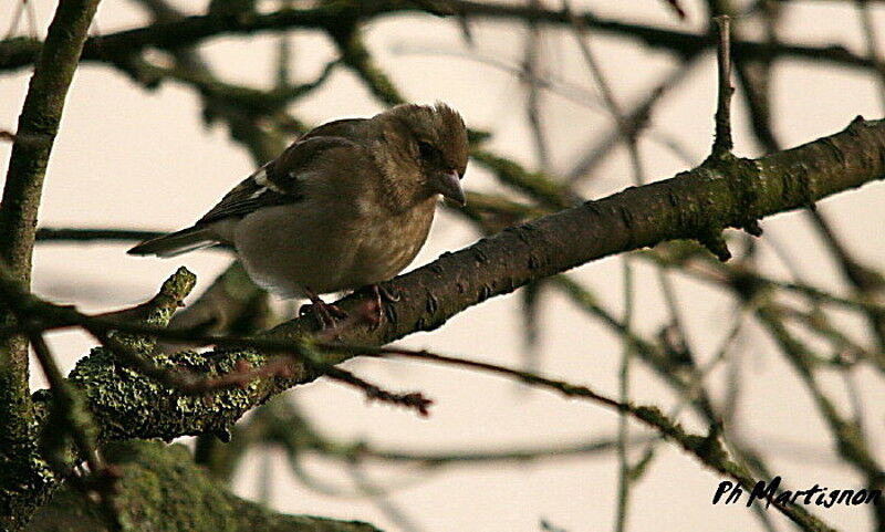 Pinson des arbres femelle