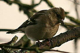 Common Chaffinch