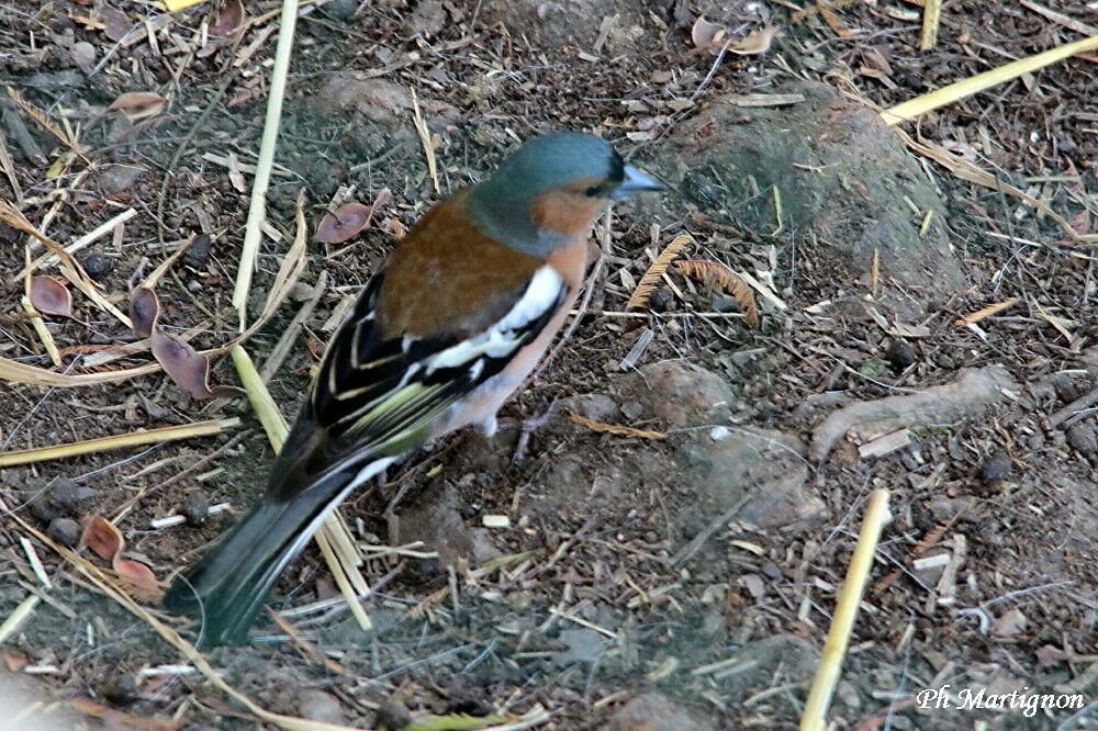 Pinson des arbres